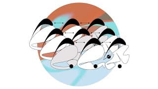 しんかしんかしんか